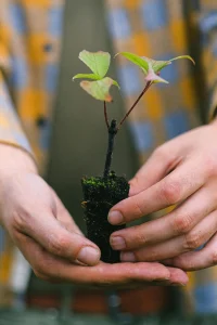 Plante dans une main prête à être planter - association 1m2 ma santé